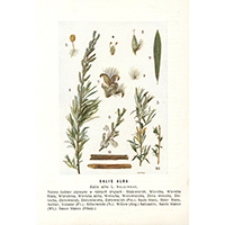 Salix Alba L.